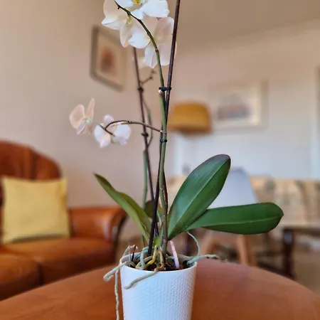 Apartment Juan-les-pins Centre