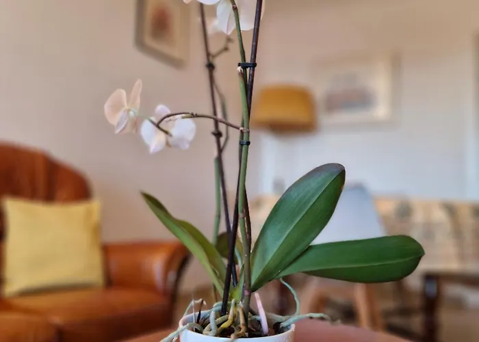 Appartement Juan-les-pins Centre